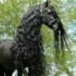 Profile picture of Horse110