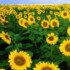 Profile picture of Sunflower